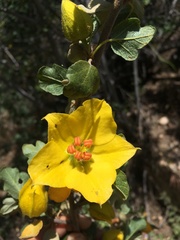 Fremontodendron californicum