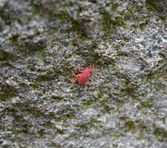 Eupodina