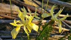 Moraea angusta