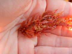 Sphagnum magellanicum