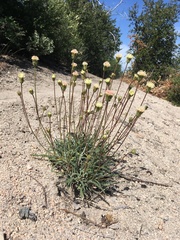 Chaenactis santolinoides