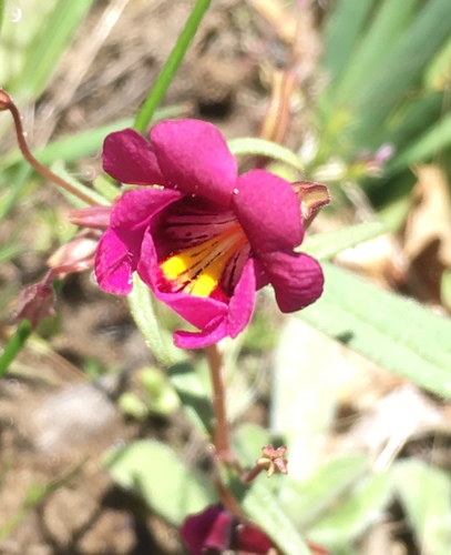 Image of Erythranthe palmeri by (c) Matt Berger, some rights reserved (CC BY)