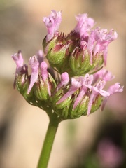 Ciliate Valerian (Valeriana ciliosa)