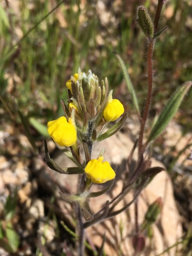 Image of Castilleja lasiorhyncha by (c) Matt Berger, some rights reserved (CC BY)