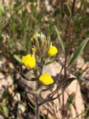 Castilleja lasiorhyncha