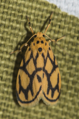 Miltochrista conjunctana