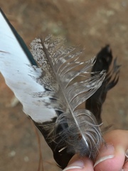 Otus scops