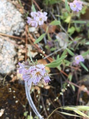 Phacelia mohavensis