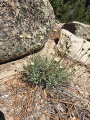 Chaenactis santolinoides