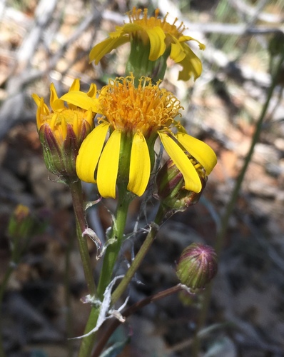 San Bernardino ragwort (Packera bernardina)