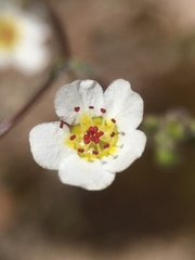 Ivesia santolinoides