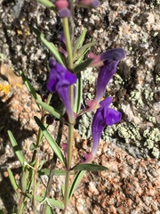 Scutellaria siphocampyloides