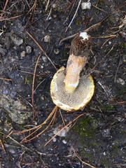 Suillus bresadolae