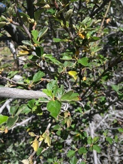 Fremontodendron californicum