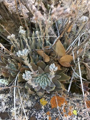 Dudleya abramsii affinis