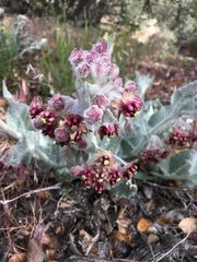 Asclepias californica californica