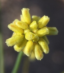 Eriogonum pusillum