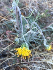Hymenopappus filifolius lugens
