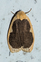 Pseudoblabes oophora
