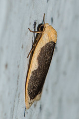 Pseudoblabes oophora