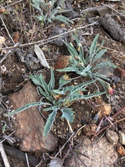Viola pinetorum grisea