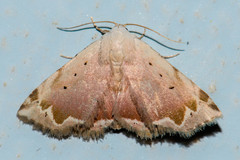 Eublemma roseonivea