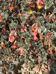 Acmispon argyraeus argyraeus