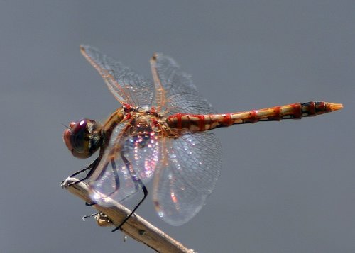 Variegated Meadowhawk, photo 6 of 7
