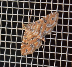 Ommatospila narcaeusalis