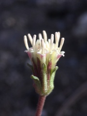 Chaenactis santolinoides