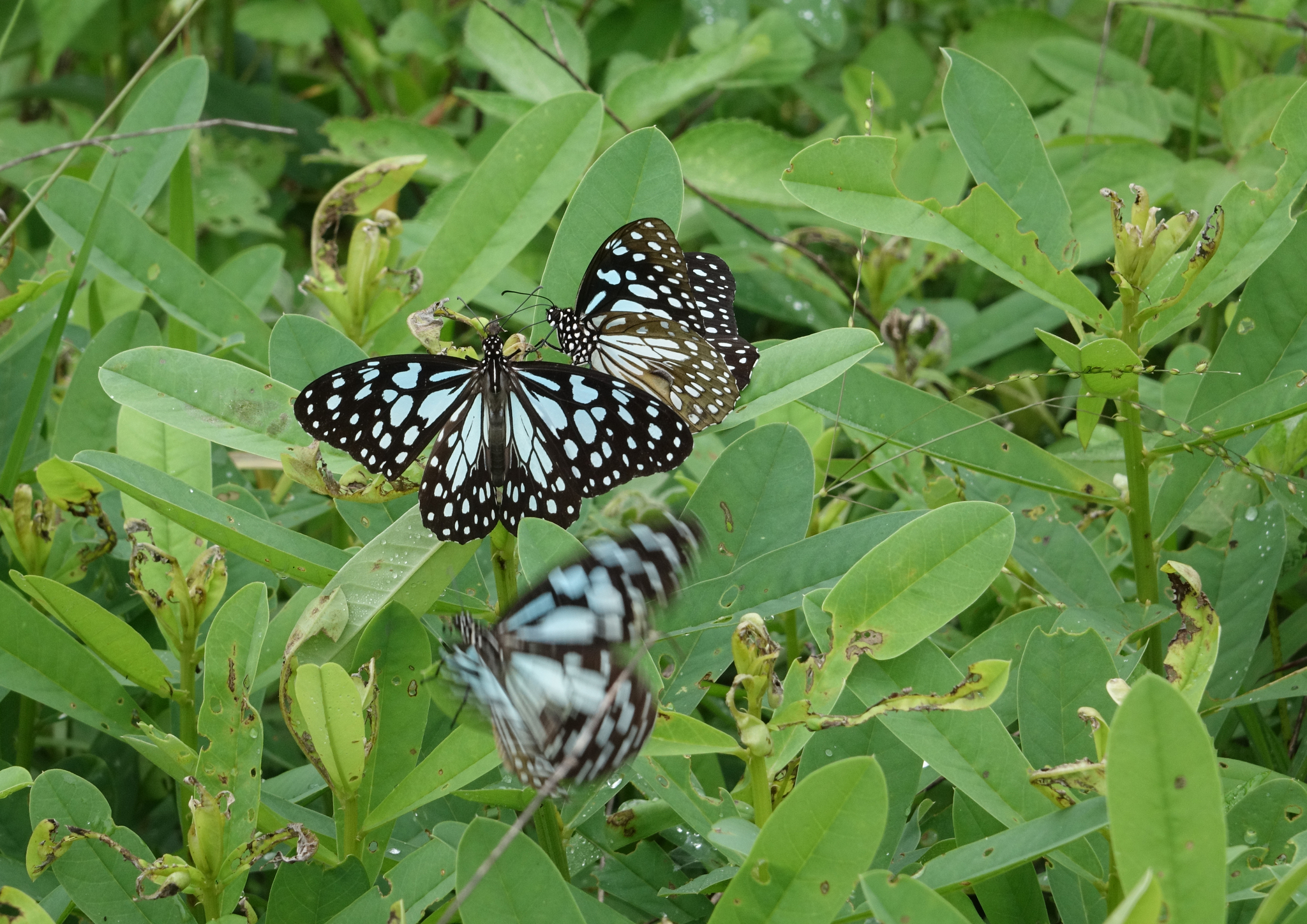 Blue Tiger