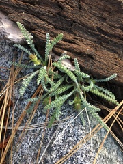Chaenactis santolinoides