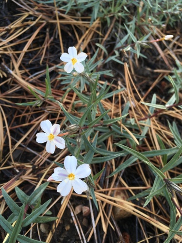 Image of Big Bear Valley Phlox (Phlox dolichantha) by (c) Matt Berger, some rights reserved (CC BY)