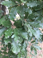 Quercus cerris
