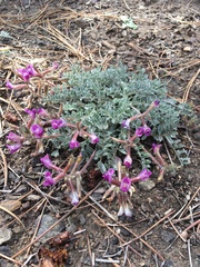 Astragalus leucolobus