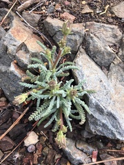 Chaenactis santolinoides