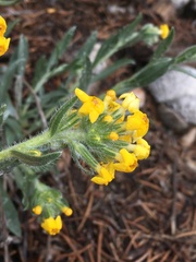 Oreocarya confertiflora