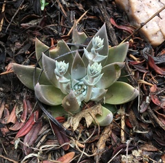 Dudleya abramsii