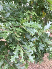 Quercus cerris