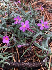 Phlox dolichantha