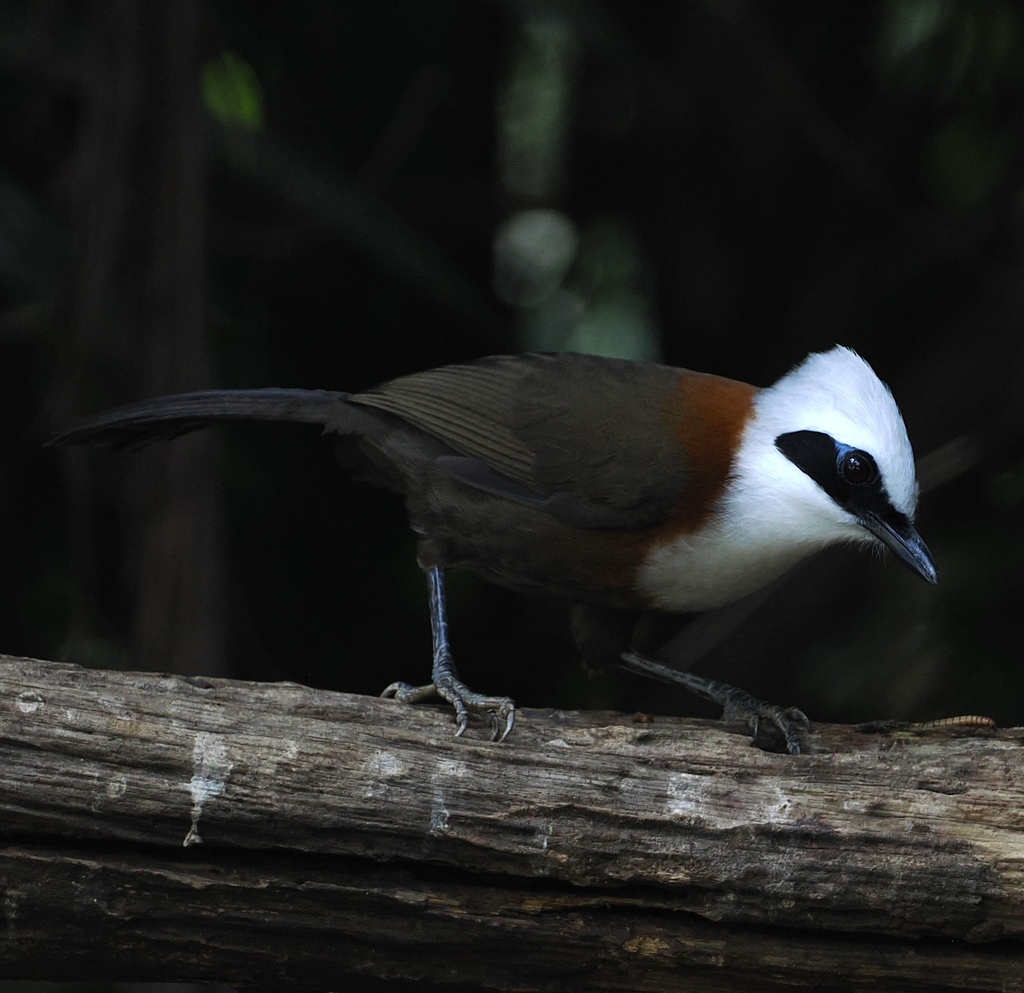 White-crested Laughingthrush