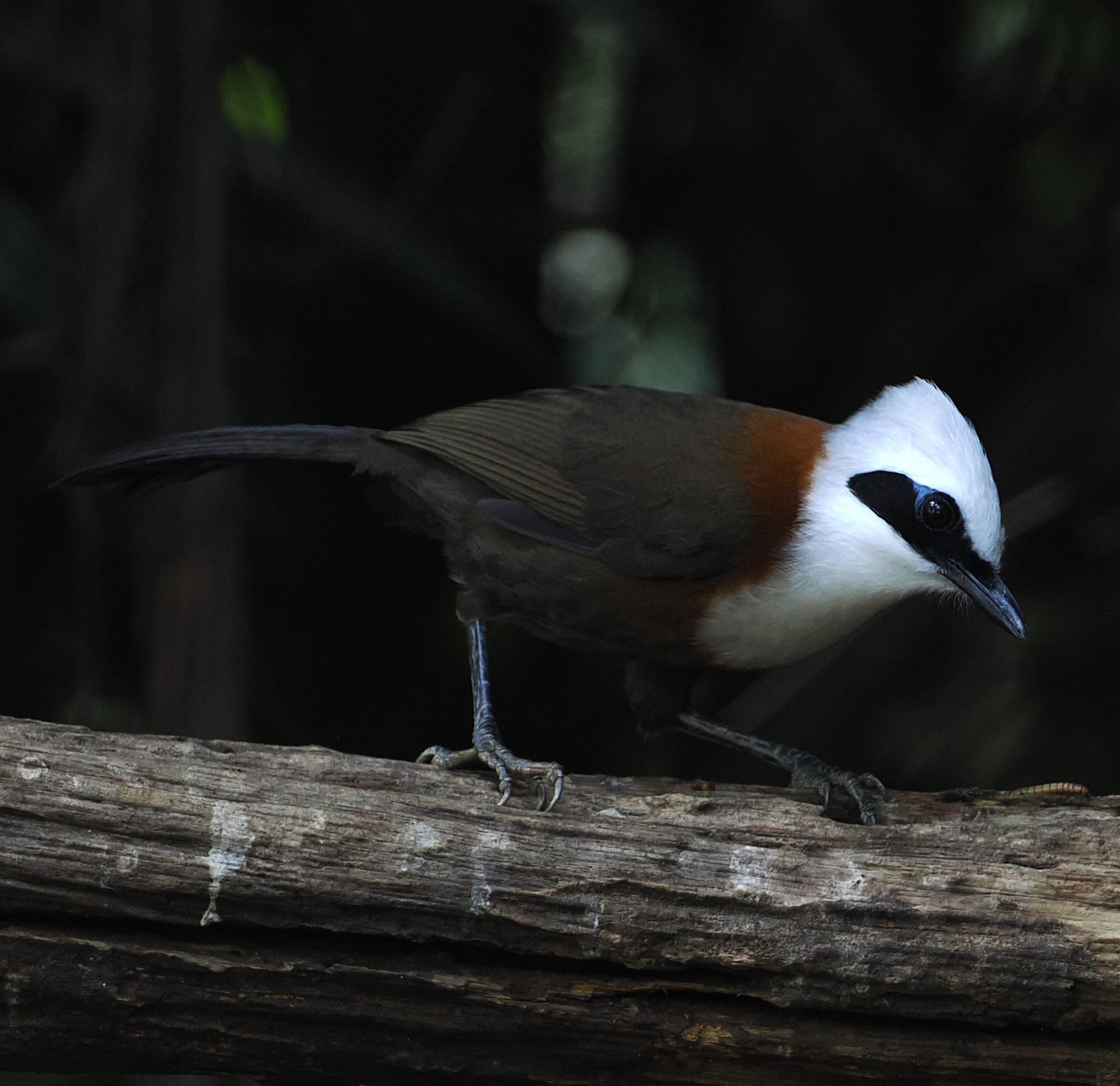 White-crested Laughingthrush