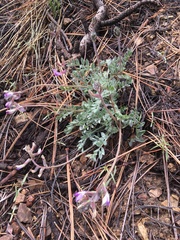Astragalus leucolobus