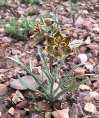 Fritillaria pinetorum