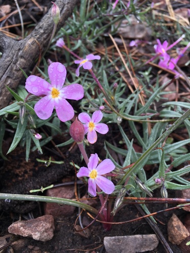 Image of Big Bear Valley Phlox (Phlox dolichantha) by (c) Matt Berger, some rights reserved (CC BY)