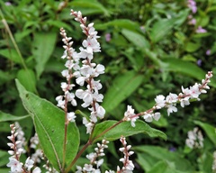 Koenigia polystachya