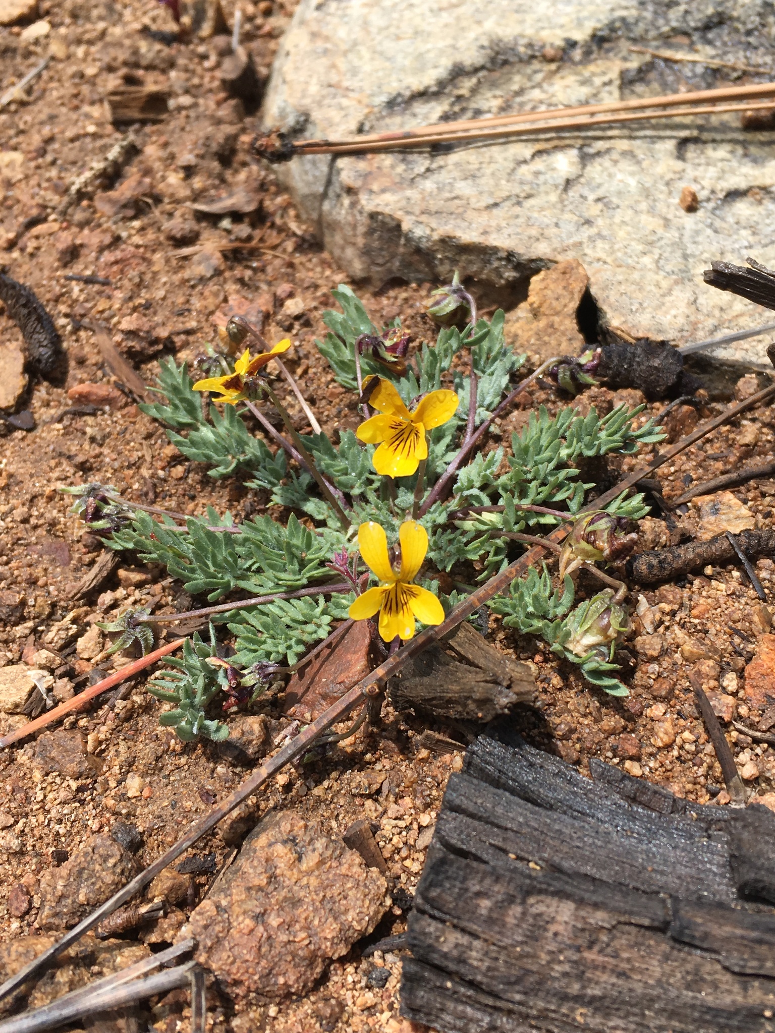 Viola douglasii