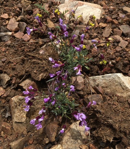 Image of Boechera parishii by (c) Matt Berger, some rights reserved (CC BY)