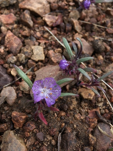 Transverse Range phacelia (Phacelia exilis)