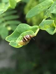 Cryptocephalus trizonatus
